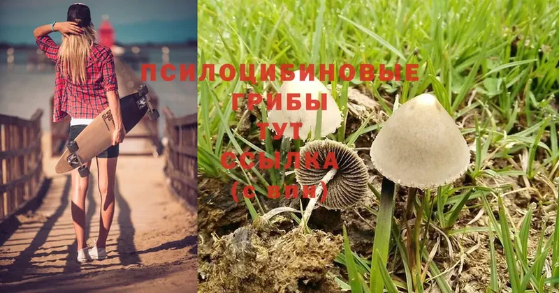 как найти   Богучар  Псилоцибиновые грибы MAGIC MUSHROOMS 